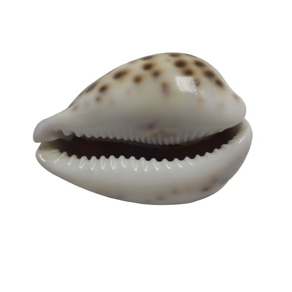 Large Tiger Cowrie Shell Cypraea Tigris Craft Beach Decor Nautical Arts Polished - Picture 2 of 3